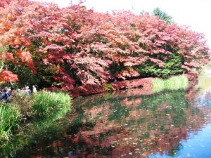 雲場池の紅葉