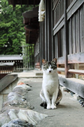 猫神社の猫