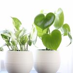 枯らし上手にぴったりの観葉植物は？楽々ポトスで生活に癒しを