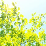 2020年のお盆の時期　お墓参りと掃除