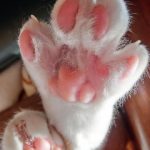足がつる　こむら返りで眠れない！　ふくらはぎがつった時の対処法