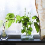 ポトスの植え替えに初挑戦 やってみたら植え替えは必要なかった？！