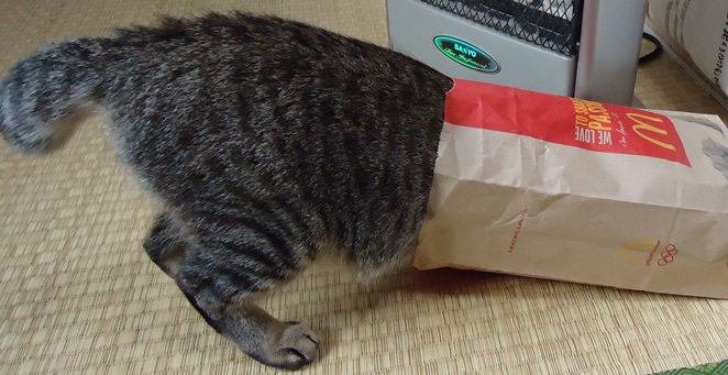 紙袋の猫