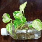 ポトスを水耕栽培 無精者でも楽々できる観葉植物の世話　