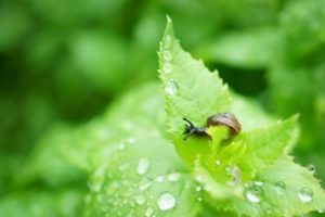 雨と葉っぱ