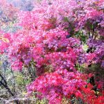 紅葉の軽井沢へ！お薦めスポットは人だらけ 足を延ばして碓氷峠へ