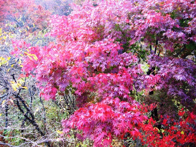 紅葉の軽井沢へGO！お薦めスポットは人だらけ・・ 足を延ばして碓氷峠へ