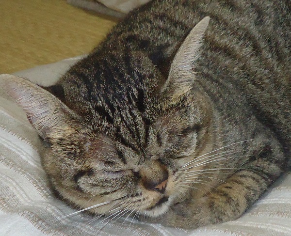 毛呂山町の猫神社　排除ではなく猫と共存というのはどうだろ？