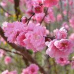 雛祭り 桃の節句のごちそうに菜の花ご飯