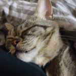 日本の記念日2月22日はにゃんにゃん猫の日