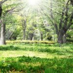 七草とは？日本の風習から春の七草と秋の七草の意味や由来