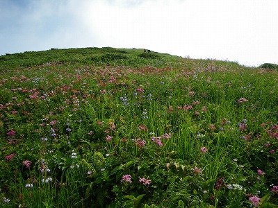 花野