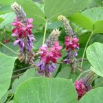 秋の七草の七種とはなに？その特徴や薬効と七種の覚え方