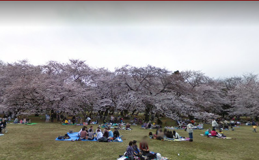 小金井公園花見