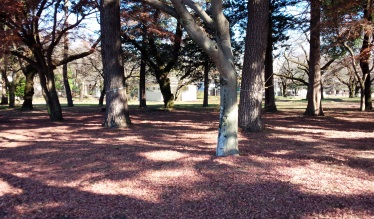 冬の桜