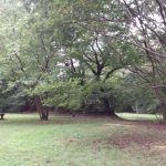 トトロの森八国山緑地公園散策　多摩の自然の中で森林浴とウォーキング