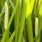 端午の節句の菖蒲湯の効能は？作り方入り方と菖蒲湯の使用後の再利用