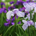 菖蒲湯のショウブには花がない？花菖蒲とあやめや杜若の見分け方は？