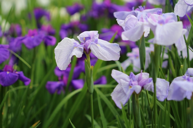 菖蒲湯のショウブには花がない？花菖蒲とあやめや杜若の見分け方は？