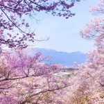 お花見とは？なぜ桜なの？意味や由来　花見の風習いつから？日本だけの文化？