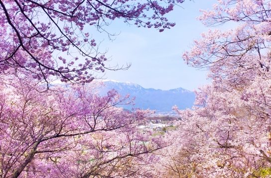 お花見とは？なぜ桜なの？意味や由来　花見の風習いつから？日本だけの文化？