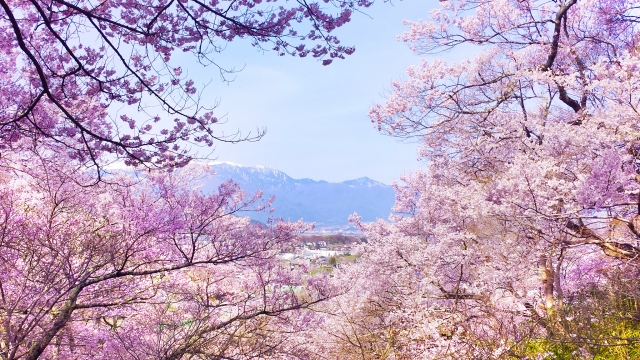 花見弁当