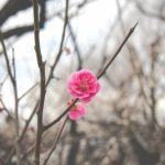 春分の日とは　二十四節気の中で春分の日が国民の祝日なのはなぜ？