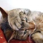お中元を贈った場合やいらない場合の困ったときの対処は？やめたい時は