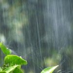 梅雨とは？梅雨（つゆ）の語源とは？いろいろある梅雨の種類