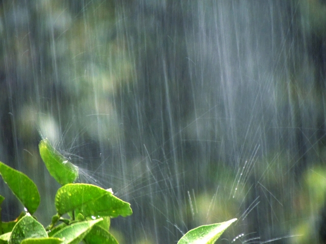 梅雨とは？梅雨（つゆ）の語源とは？いろいろある梅雨の種類