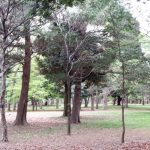 多摩地区の公園　府中の森を早朝散策　木々に囲まれてリフレッシュ！