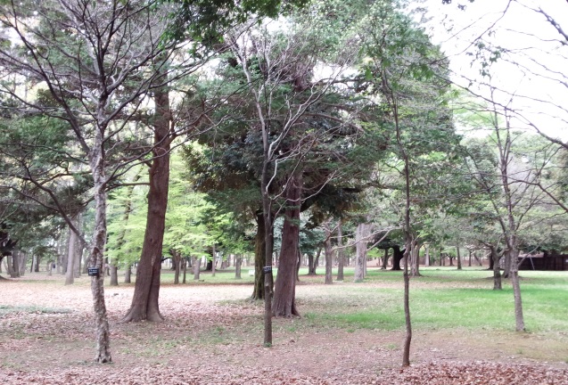 多摩地区の公園　府中の森を早朝散策　木々に囲まれてリフレッシュ！