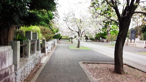 多磨霊園