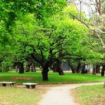 多摩地区の公園　花見の後の小金井公園散策　新緑豊かな公園をぶらり散歩