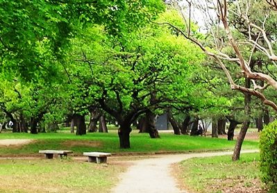 多摩地区の公園　花見の後の小金井公園散策　新緑豊かな公園をぶらり散歩