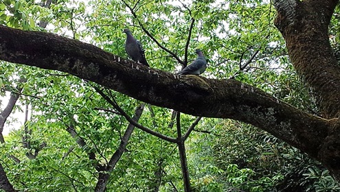 鳩のカップル