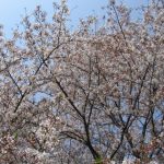 小金井公園のお花見はまだまだ　桜とチューリップのコラボで春の装い