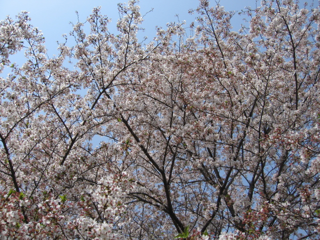 小金井公園のお花見はまだまだ　桜とチューリップのコラボで春の装い