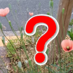 画像検索とは？Google画像検索でできることや検索のやり方