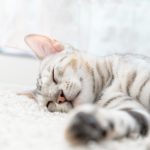 睡眠負債が増えている！自粛生活でみだれた眠りを質の良い眠りに！