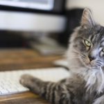 Windows11がでるって！Windows10が最後というのは嘘だった？！